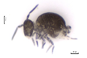  ( - SOS_COLLEMBOLA_145)  @11 [ ] by (2013) Cornelya Klutsch Norwegian Institute of Bioeconomy Research (NIBIO)