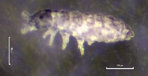  ( - SOS_COLLEMBOLA_147)  @11 [ ] by (2013) Cornelya Klutsch Norwegian Institute of Bioeconomy Research (NIBIO)