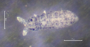  ( - SOS_COLLEMBOLA_150)  @11 [ ] by (2013) Cornelya Klutsch Norwegian Institute of Bioeconomy Research (NIBIO)