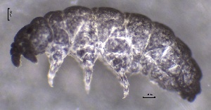  ( - SOS_COLLEMBOLA_207)  @11 [ ] by (2013) Cornelya Klutsch Norwegian Institute of Bioeconomy Research (NIBIO)