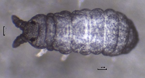  ( - SOS_COLLEMBOLA_208)  @11 [ ] by (2013) Cornelya Klutsch Norwegian Institute of Bioeconomy Research (NIBIO)