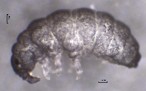  ( - SOS_COLLEMBOLA_209)  @11 [ ] by (2013) Cornelya Klutsch Norwegian Institute of Bioeconomy Research (NIBIO)