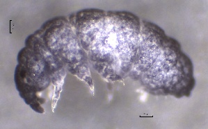  ( - SOS_COLLEMBOLA_210)  @11 [ ] by (2013) Cornelya Klutsch Norwegian Institute of Bioeconomy Research (NIBIO)