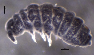  ( - SOS_COLLEMBOLA_211)  @11 [ ] by (2013) Cornelya Klutsch Norwegian Institute of Bioeconomy Research (NIBIO)