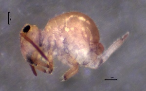  ( - SOS_COLLEMBOLA_218)  @11 [ ] by (2013) Cornelya Klutsch Norwegian Institute of Bioeconomy Research (NIBIO)