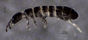  ( - SOS_COLLEMBOLA_222)  @11 [ ] by (2013) Cornelya Klutsch Norwegian Institute of Bioeconomy Research (NIBIO)