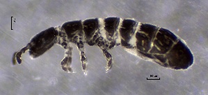  ( - SOS_COLLEMBOLA_223)  @11 [ ] by (2013) Cornelya Klutsch Norwegian Institute of Bioeconomy Research (NIBIO)