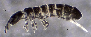  ( - SOS_COLLEMBOLA_225)  @11 [ ] by (2013) Cornelya Klutsch Norwegian Institute of Bioeconomy Research (NIBIO)