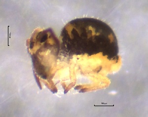  ( - SOS_COLLEMBOLA_227)  @11 [ ] by (2013) Cornelya Klutsch Norwegian Institute of Bioeconomy Research (NIBIO)