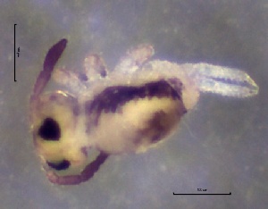  ( - SOS_COLLEMBOLA_230)  @11 [ ] by (2013) Cornelya Klutsch Norwegian Institute of Bioeconomy Research (NIBIO)