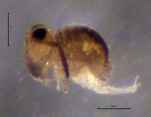  ( - SOS_COLLEMBOLA_231)  @11 [ ] by (2013) Cornelya Klutsch Norwegian Institute of Bioeconomy Research (NIBIO)