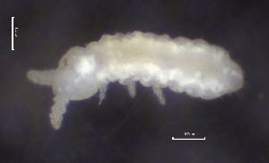  (Anurida thalassophila - SOS_COLLEMBOLA_254)  @11 [ ] by (2013) Cornelya Klutsch Norwegian Institute of Bioeconomy Research (NIBIO)