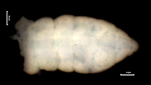  ( - SOS_COLLEMBOLA_255)  @11 [ ] by (2013) Cornelya Klutsch Norwegian Institute of Bioeconomy Research (NIBIO)