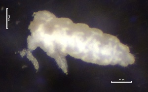  ( - SOS_COLLEMBOLA_256)  @11 [ ] by (2013) Cornelya Klutsch Norwegian Institute of Bioeconomy Research (NIBIO)