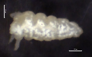 ( - SOS_COLLEMBOLA_257)  @11 [ ] by (2013) Cornelya Klutsch Norwegian Institute of Bioeconomy Research (NIBIO)