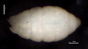  ( - SOS_COLLEMBOLA_258)  @11 [ ] by (2013) Cornelya Klutsch Norwegian Institute of Bioeconomy Research (NIBIO)