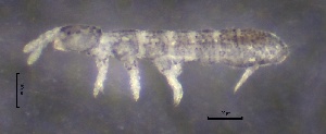  ( - SOS_COLLEMBOLA_269)  @11 [ ] by (2013) Cornelya Klutsch Norwegian Institute of Bioeconomy Research (NIBIO)