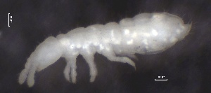  (Protaphorura boedvarssoni - SOS_COLLEMBOLA_279)  @11 [ ] by (2013) Cornelya Klutsch Norwegian Institute of Bioeconomy Research (NIBIO)
