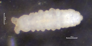  ( - SOS_COLLEMBOLA_281)  @11 [ ] by (2013) Cornelya Klutsch Norwegian Institute of Bioeconomy Research (NIBIO)