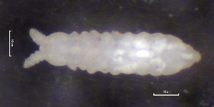  ( - SOS_COLLEMBOLA_282)  @11 [ ] by (2013) Cornelya Klutsch Norwegian Institute of Bioeconomy Research (NIBIO)