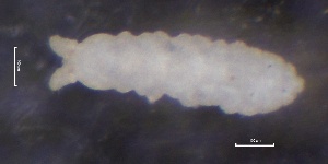  ( - SOS_COLLEMBOLA_283)  @11 [ ] by (2013) Cornelya Klutsch Norwegian Institute of Bioeconomy Research (NIBIO)