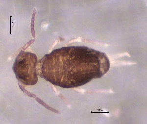  (Arrhopalites principalis - SOS_COLLEMBOLA_286)  @11 [ ] by (2013) Cornelya Klutsch Norwegian Institute of Bioeconomy Research (NIBIO)