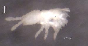  (Protaphorura pseudovanderdrifti - SOS_COLLEMBOLA_288)  @11 [ ] by (2013) Cornelya Klutsch Norwegian Institute of Bioeconomy Research (NIBIO)