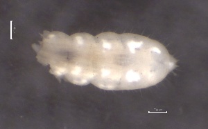  ( - SOS_COLLEMBOLA_289)  @11 [ ] by (2013) Cornelya Klutsch Norwegian Institute of Bioeconomy Research (NIBIO)