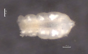  ( - SOS_COLLEMBOLA_290)  @11 [ ] by (2013) Cornelya Klutsch Norwegian Institute of Bioeconomy Research (NIBIO)