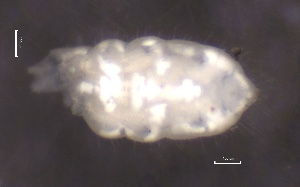  ( - SOS_COLLEMBOLA_291)  @11 [ ] by (2013) Cornelya Klutsch Norwegian Institute of Bioeconomy Research (NIBIO)