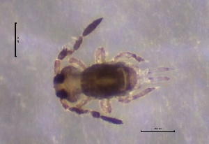  ( - SOS_COLLEMBOLA_304)  @11 [ ] by (2013) Cornelya Klutsch Norwegian Institute of Bioeconomy Research (NIBIO)