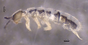  ( - SOS_COLLEMBOLA_313)  @11 [ ] by (2013) Cornelya Klutsch Norwegian Institute of Bioeconomy Research (NIBIO)