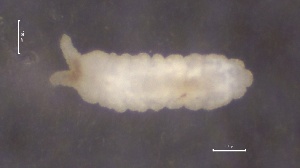  ( - SOS_COLLEMBOLA_321)  @11 [ ] by (2013) Cornelya Klutsch Norwegian Institute of Bioeconomy Research (NIBIO)