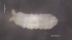  ( - SOS_COLLEMBOLA_322)  @11 [ ] by (2013) Cornelya Klutsch Norwegian Institute of Bioeconomy Research (NIBIO)