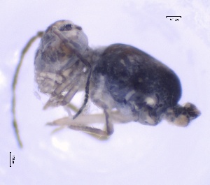  ( - SOS_COLLEMBOLA_366)  @11 [ ] by (2013) Cornelya Klutsch Norwegian Institute of Bioeconomy Research (NIBIO)