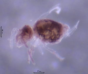  ( - SOS_COLLEMBOLA_367)  @11 [ ] by (2013) Cornelya Klutsch Norwegian Institute of Bioeconomy Research (NIBIO)
