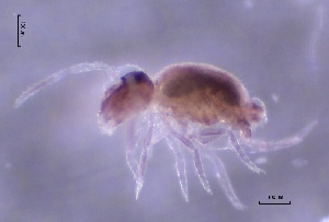  ( - SOS_COLLEMBOLA_369)  @11 [ ] by (2013) Cornelya Klutsch Norwegian Institute of Bioeconomy Research (NIBIO)