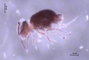  ( - SOS_COLLEMBOLA_370)  @11 [ ] by (2013) Cornelya Klutsch Norwegian Institute of Bioeconomy Research (NIBIO)