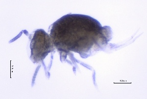  (Arrhopalites secundarius - SOS_COLLEMBOLA_424)  @11 [ ] Unspecified (default): All Rights Reserved  Unspecified Unspecified