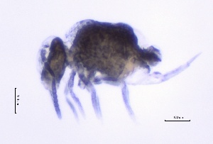  ( - SOS_COLLEMBOLA_425)  @11 [ ] Unspecified (default): All Rights Reserved  Unspecified Unspecified