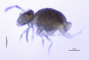  ( - SOS_COLLEMBOLA_426)  @11 [ ] Unspecified (default): All Rights Reserved  Unspecified Unspecified