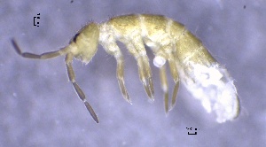  (Isotoma caerulea - SOS_COLLEMBOLA_428)  @11 [ ] Unspecified (default): All Rights Reserved  Unspecified Unspecified