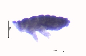  ( - SOS_COLLEMBOLA_429)  @11 [ ] Unspecified (default): All Rights Reserved  Unspecified Unspecified