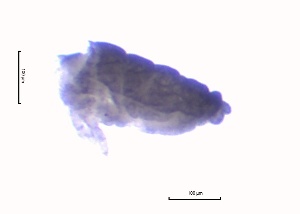  ( - SOS_COLLEMBOLA_431)  @11 [ ] Unspecified (default): All Rights Reserved  Unspecified Unspecified