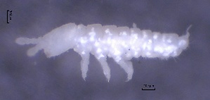  ( - SOS_COLLEMBOLA_433)  @11 [ ] Unspecified (default): All Rights Reserved  Unspecified Unspecified