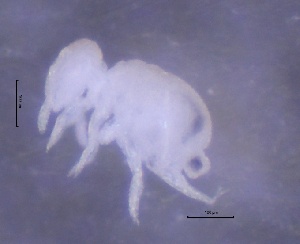 ( - SOS_COLLEMBOLA_461)  @11 [ ] Unspecified (default): All Rights Reserved  Unspecified Unspecified