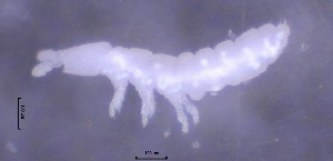  ( - SOS_COLLEMBOLA_463)  @11 [ ] Unspecified (default): All Rights Reserved  Unspecified Unspecified