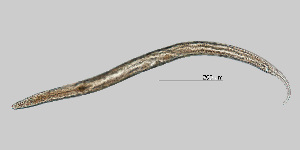  (Plectus cirratus - NEMA-40988-A9)  @11 [ ] by-nc (2023) Oleksandr Holovachov Swedish Museum of Natural History