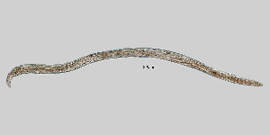  ( - NEMA-40988-B6)  @11 [ ] by-nc (2023) Oleksandr Holovachov Swedish Museum of Natural History