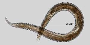  (Plectus parietinus - NEMA-40988-C6)  @11 [ ] by-nc (2023) Oleksandr Holovachov Swedish Museum of Natural History